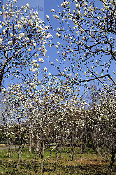 Magnolienbäume  Kastushika Ward  Präfektur Tokio  Honshu  Japan