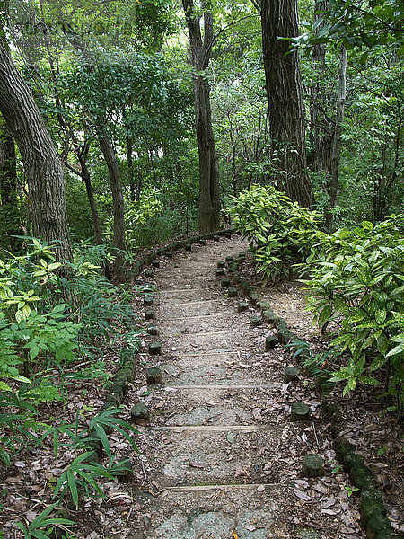 Schritte im Wald