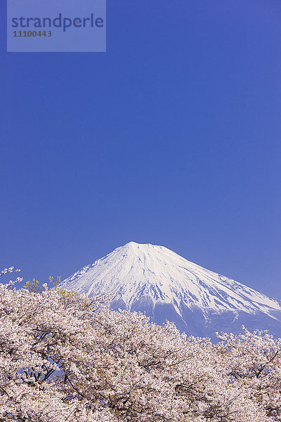 Mt Fuji und blühende Kirschbäume