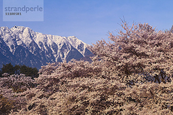 Bergkette und Kirschblütenbäume