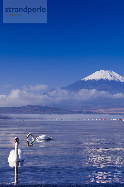 Der Berg Fuji und der Yamanaka-See mit Schwänen