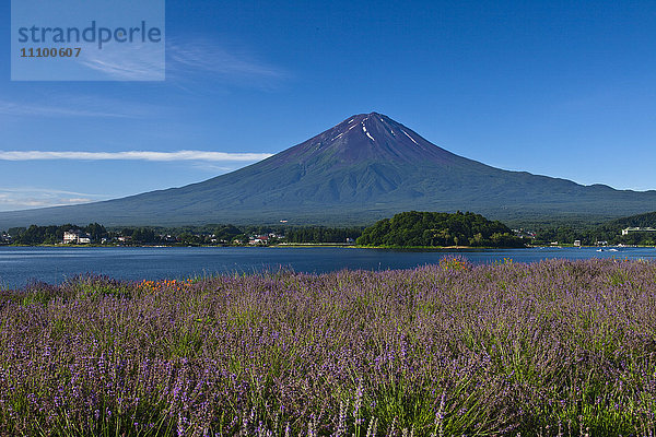 Kawaguchi-See  Lavendel und Berg Fuji