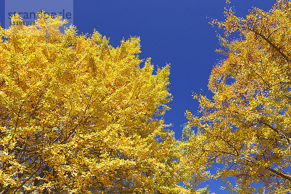 Gingko-Baum im Herbst  Präfektur Tokio  Honshu  Japan