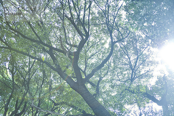 Bäume  Präfektur Tokio  Honshu  Japan
