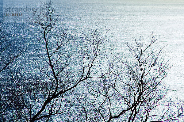 Baum und Meer im Winter