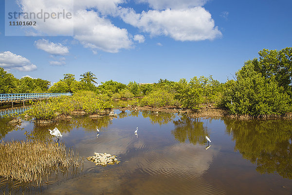 Reiher in Mangroven  Playa Pesquero  Provinz Holguin  Kuba  Westindien  Karibik  Mittelamerika