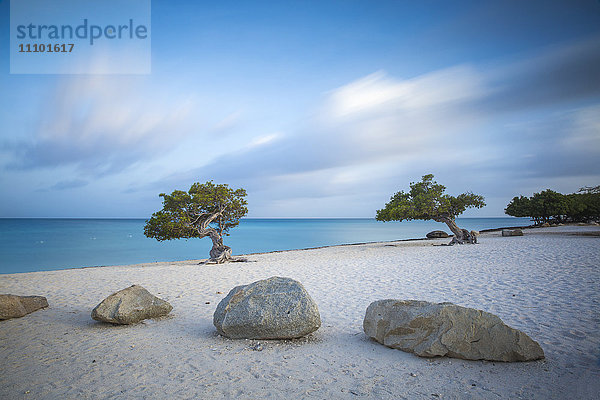 Divi Divi Trees on Eagle Beach  Aruba  Kleine Antillen  Niederländische Antillen  Karibik  Mittelamerika