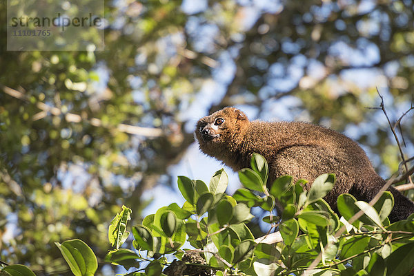 Rotbauchlemur (Eulemur Rubriventer)  Ranomafana-Nationalpark  Madagaskar Zentrales Hochland  Madagaskar  Afrika