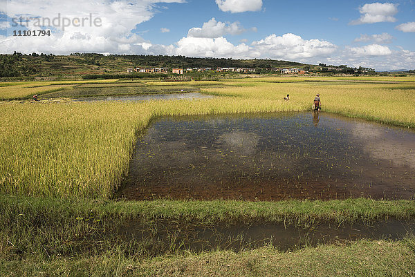 Reisfelder an der RN7 (Route Nationale 7) bei Ambatolampy im zentralen Hochland von Madagaskar  Afrika