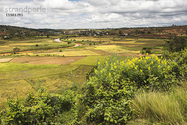 Reisfeldlandschaft in der Nähe von Antananarivo  Provinz Antananarivo  Ost-Madagaskar  Afrika