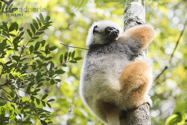 Diademsifaka (Propithecus diadema)  ein großer Lemur im Perinet-Reservat  Andasibe-Mantadia-Nationalpark  Ost-Madagaskar  Afrika