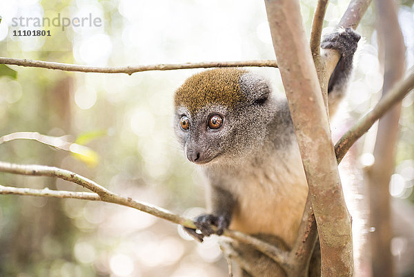 Grauer Bambuslemur (Hapalemur)  Lemureninsel  Andasibe  Ost-Madagaskar  Afrika