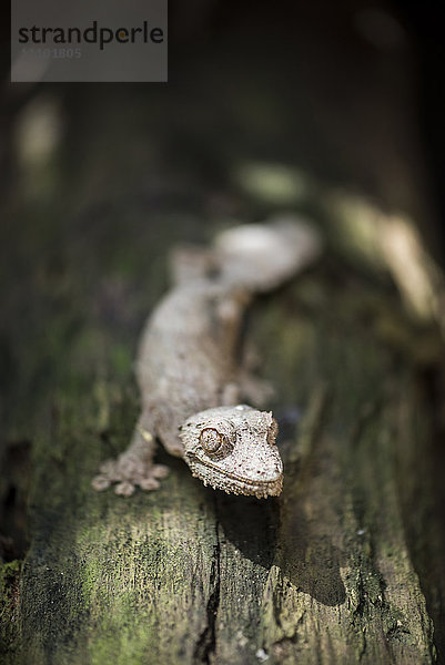 Blattschwanzgecko (Baweng Satanischer Blattgecko) (Uroplatus phantasticus)  endemisch auf Madagaskar  Afrika