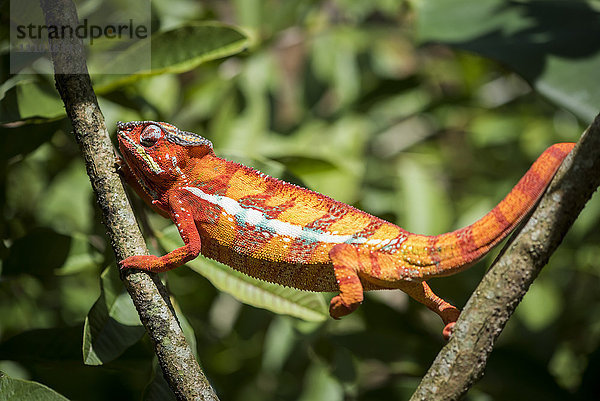 Rotes Pantherchamäleon (Furcifer pardalis)  endemisch auf Madagaskar  Afrika