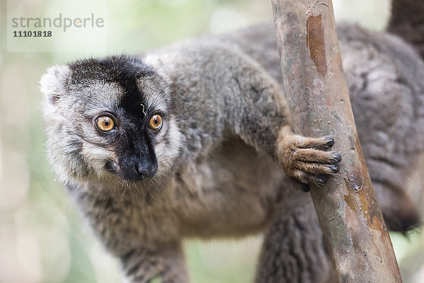 Brauner Lemur (Eulemur fulvus)  Lemureninsel  Andasibe-Nationalpark  Madagaskar  Afrika