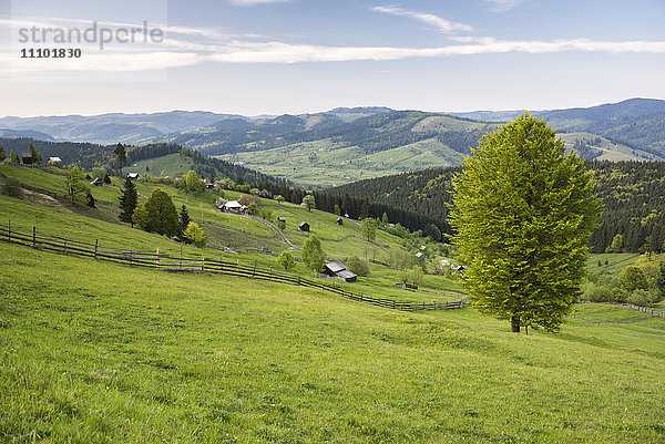 Landschaft der Region Bukowina (Bucovina) bei Paltinu  Rumänien  Europa