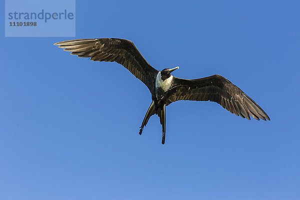 Ausgewachsener weiblicher Prachtfregattvogel (Fregata magnificens)  San Gabriel Bay  Insel Espiritu Santo  Baja California Sur  Mexiko  Nordamerika