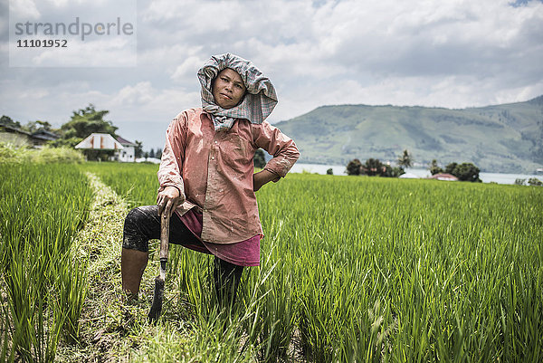 Bäuerin bei der Arbeit in einem Reisfeld am Toba-See (Danau Toba)  Nordsumatra  Indonesien  Südostasien  Asien