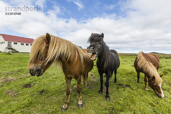 Ausgewachsene Islandpferde (Equus ferus caballus)  auf einem Bauernhof auf der Halbinsel Snaefellsnes  Island  Polarregionen