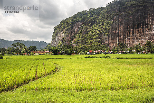 Reisfelder und Klippen im Harau-Tal  Bukittinggi  West-Sumatra  Indonesien  Südostasien  Asien
