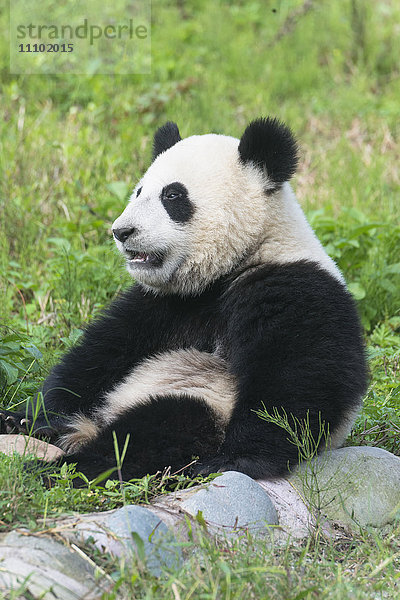 Zwei Jahre alter junger Großer Panda (Ailuropoda melanoleuca)  Chengdu  Sichuan  China  Asien