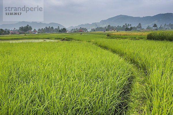 Reisfelder  Bukittinggi  West Sumatra  Indonesien  Südostasien  Asien