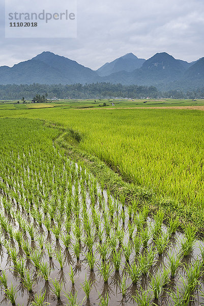 Reisfelder  Bukittinggi  West Sumatra  Indonesien  Südostasien  Asien