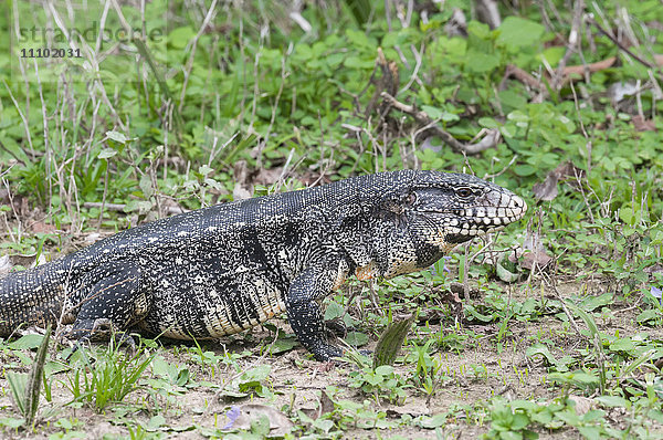 Schwarzer und weißer Tegu (Tupinambis merianae)  Pantanal  Brasilien  Südamerika