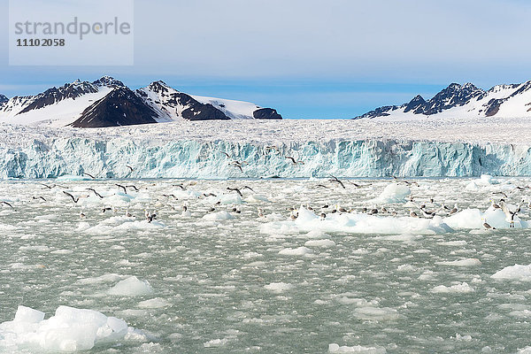 Dreizehenmöwe (Rissa tridactyla) auf Eisscholle  Lilliehook-Gletscher im Lilliehook-Fjord  einem Seitenarm des Kreuzfjords  Spitzbergen  Svalbard-Archipel  Arktis  Norwegen  Skandinavien  Europa