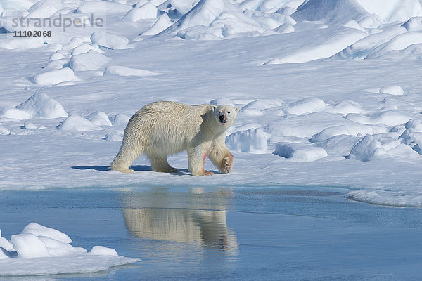 Männlicher Eisbär (Ursus maritimus) beim Spaziergang über Packeis  Insel Spitzbergen  Svalbard-Archipel  Arktis  Norwegen  Skandinavien  Europa