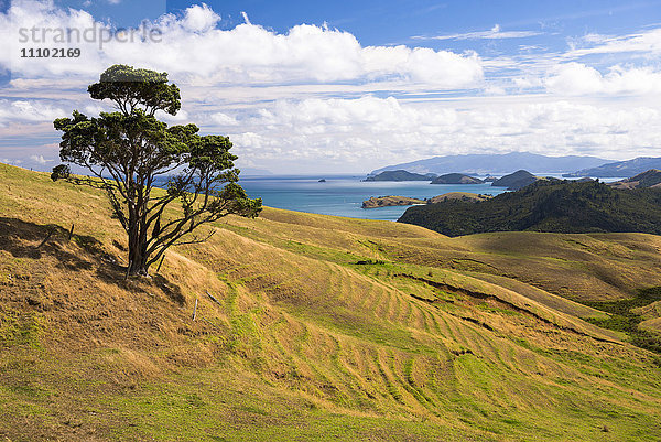 Westküste der Coromandel-Halbinsel  Nordinsel  Neuseeland  Pazifik
