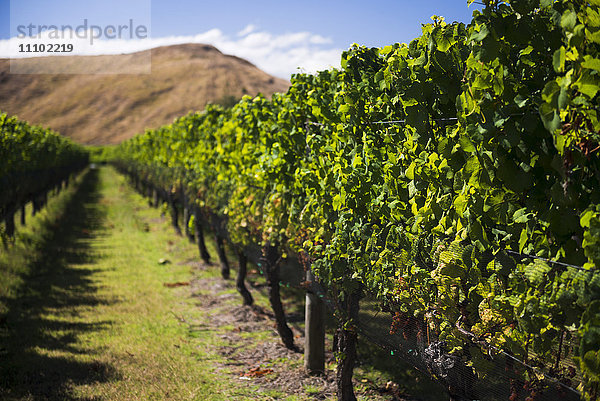 Weinberg des Weinguts Clearview Estate Winery  Hastings  Region Hawkes Bay  Nordinsel  Neuseeland  Pazifik