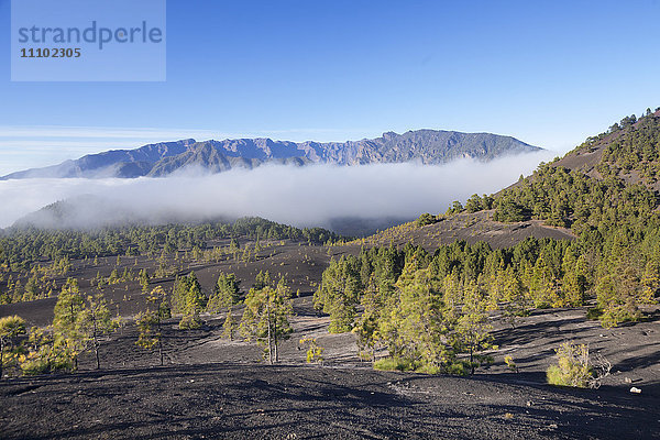 Kanarische Kiefern (Pinus canariensis)  Cumbre Vieja  UNESCO-Biosphärenreservat  La Palma  Kanarische Inseln  Spanien  Europa