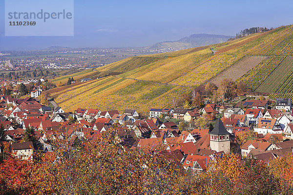 Struempfelbach  Weinberge im Herbst  Rems-Murr-Kreis  Baden Württemberg  Deutschland  Europa