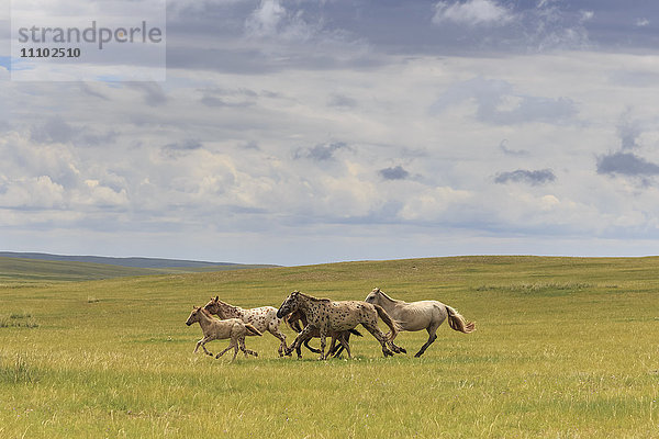 Herde von gescheckten und blassen Pferden und Fohlen im Galopp  üppiges Grasland mit Blumen im Sommer  Uvurkhangai  Zentralmongolei  Mongolei  Zentralasien  Asien