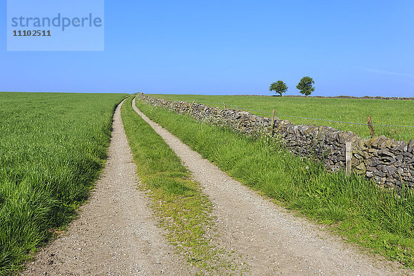Weg verschwindet in der Ferne  Gras  zwei Bäume und trockene Steinmauern  typische ländliche Szene  Peak District  Derbyshire  England  Vereinigtes Königreich  Europa