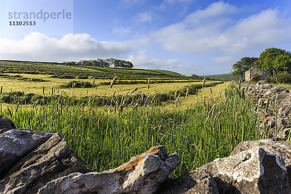 Frisch gemähtes Gras auf einem Feld mit Trockensteinmauern  Baumgruppe und Haus  Frühlingsmorgensonne  Peak District  Derbyshire  England  Vereinigtes Königreich  Europa