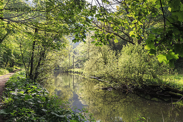 Fluss Wye gesäumt von Bäumen im Frühlingslaub mit Uferweg  Spiegelungen im ruhigen Wasser  Millers Dale  Peak District  Derbyshire  England  Vereinigtes Königreich  Europa