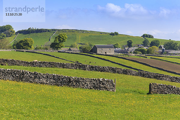 Typische Frühlingslandschaft mit Dorf  Vieh  Feldern  Trockensteinmauern und Hügeln  Mai  Litton  Peak District  Derbyshire  England  Vereinigtes Königreich  Europa