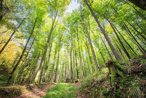 Frisches Grün und ein grasbewachsener Weg in einem lichtdurchfluteten deutschen Wald  Baden-Württemberg  Deutschland  Europa