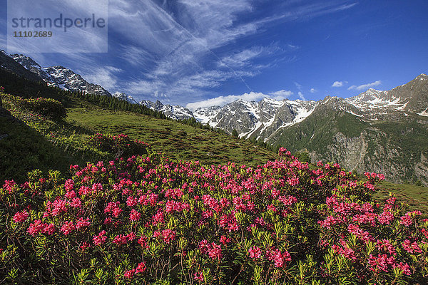 Blühende Rhododendren umgeben von grünen Wiesen  Orobie-Alpen  Arigna-Tal  Sondrio  Valtellina  Lombardei  Italien  Europa