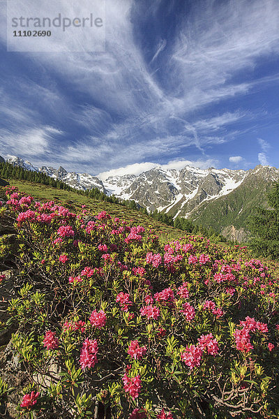 Blühende Rhododendren umgeben von grünen Wiesen  Orobie-Alpen  Arigna-Tal  Sondrio  Valtellina  Lombardei  Italien  Europa