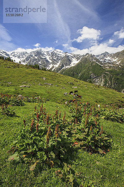 Grüne Wiesen und grasende Kühe an einem sonnigen Sommertag  Orobie Alpen  Arigna Tal  Sondrio  Valtellina  Lombardei  Italien  Europa