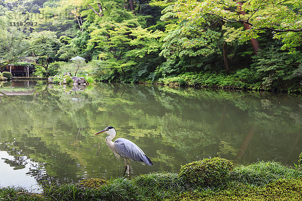 Storch am Hisagoike-Teich im Sommer  Kenrokuen  einer der drei schönsten Landschaftsgärten Japans  Kanazawa  Japan  Asien