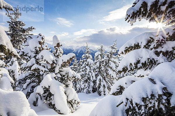 Sonnenstrahl im verschneiten Wald umrahmt vom winterlichen Sonnenuntergang  Bettmeralp  Gemeinde Raron  Kanton Wallis  Schweiz  Europa