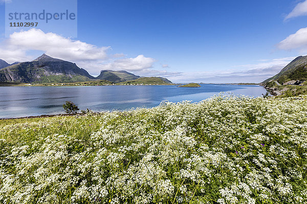 Sommerblumen umrahmt von klarem Wasser  Fredvang  Gemeinde Flakstad  Bezirk Nordland  Lofoten  Arktis  Nordnorwegen  Skandinavien  Europa
