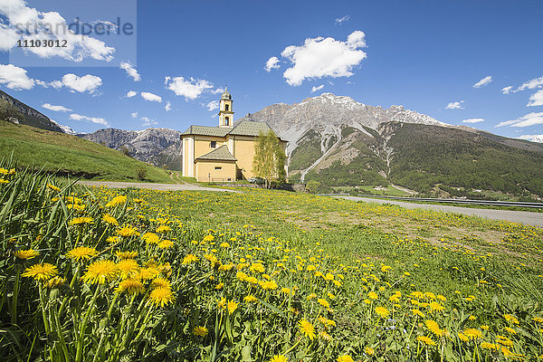 Gelbe Blumen und grüne Wiesen umrahmen die Kirche von Oga  Bormio  Nationalpark Stilfser Joch  Oberes Valtellina  Lombardei  Italien  Europa