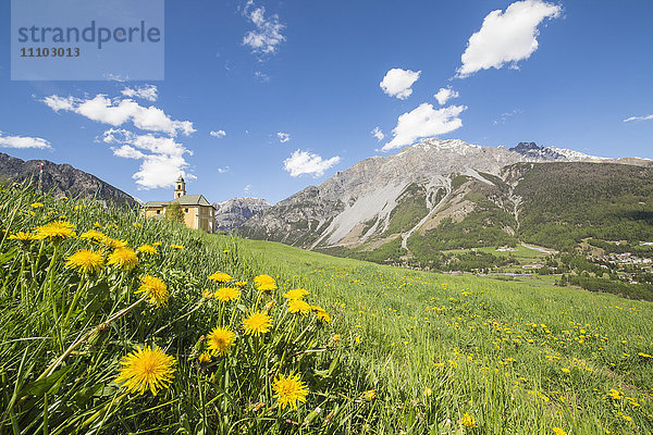 Gelbe Blumen und grüne Wiesen umrahmen die Kirche von Oga  Bormio  Nationalpark Stilfser Joch  Oberes Valtellina  Lombardei  Italien  Europa