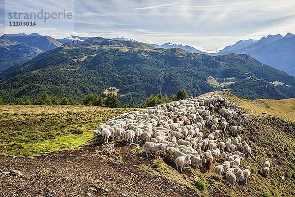 Eine Schafherde auf den Weiden des Monte Padrio  Orobie-Alpen  Valtellina  Lombardei  Italien  Europa