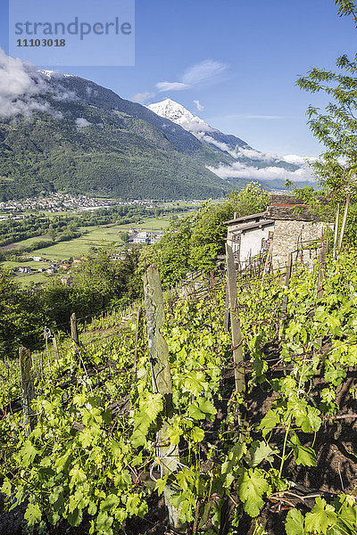 Weinberge im Frühling mit dem Dorf Traona im Hintergrund  Provinz Sondrio  Unteres Valtellina  Lombardei  Italien  Europa